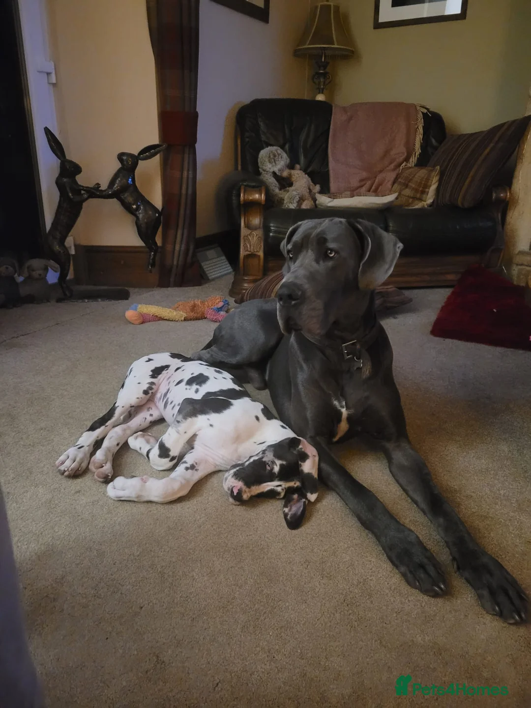 Great Dane dogs for stud: Blue Great Dane for Stud  in Hexham - Advert 13