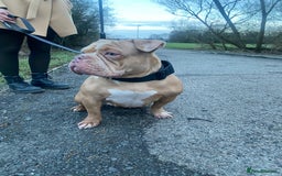 American Bully dogs for sale: ABKC REGISTERED Pocket Exotic/Extreme Bully PUPS! - Image 6
