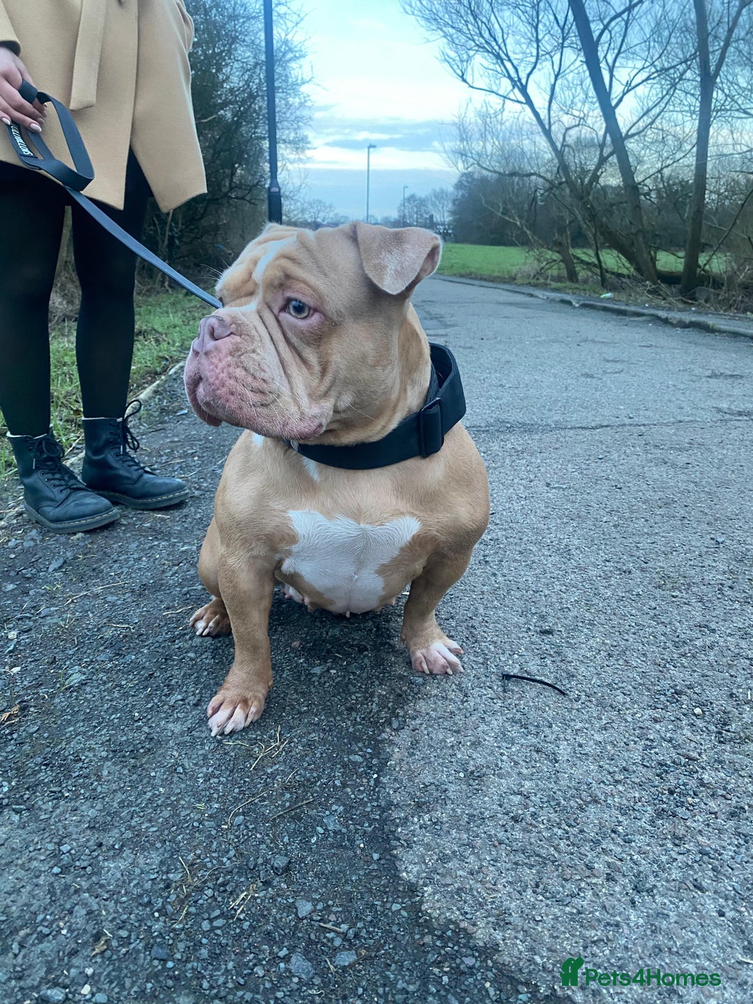 American Bully dogs for sale: ABKC REGISTERED Pocket Exotic/Extreme Bully PUPS! - Image 6