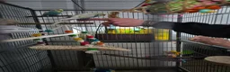 Budgerigars birds for sale: Budgies and cage and all accessories and food  in Southampton - Advert 1