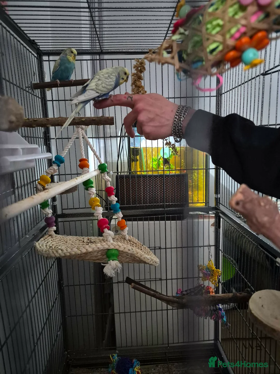 Budgerigars birds for sale: Budgies and cage and all accessories and food  in Southampton - Advert 1