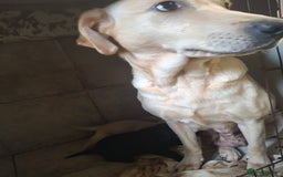 Labrador Retriever dogs for sale: Lab puppies 3 available  - Image 6
