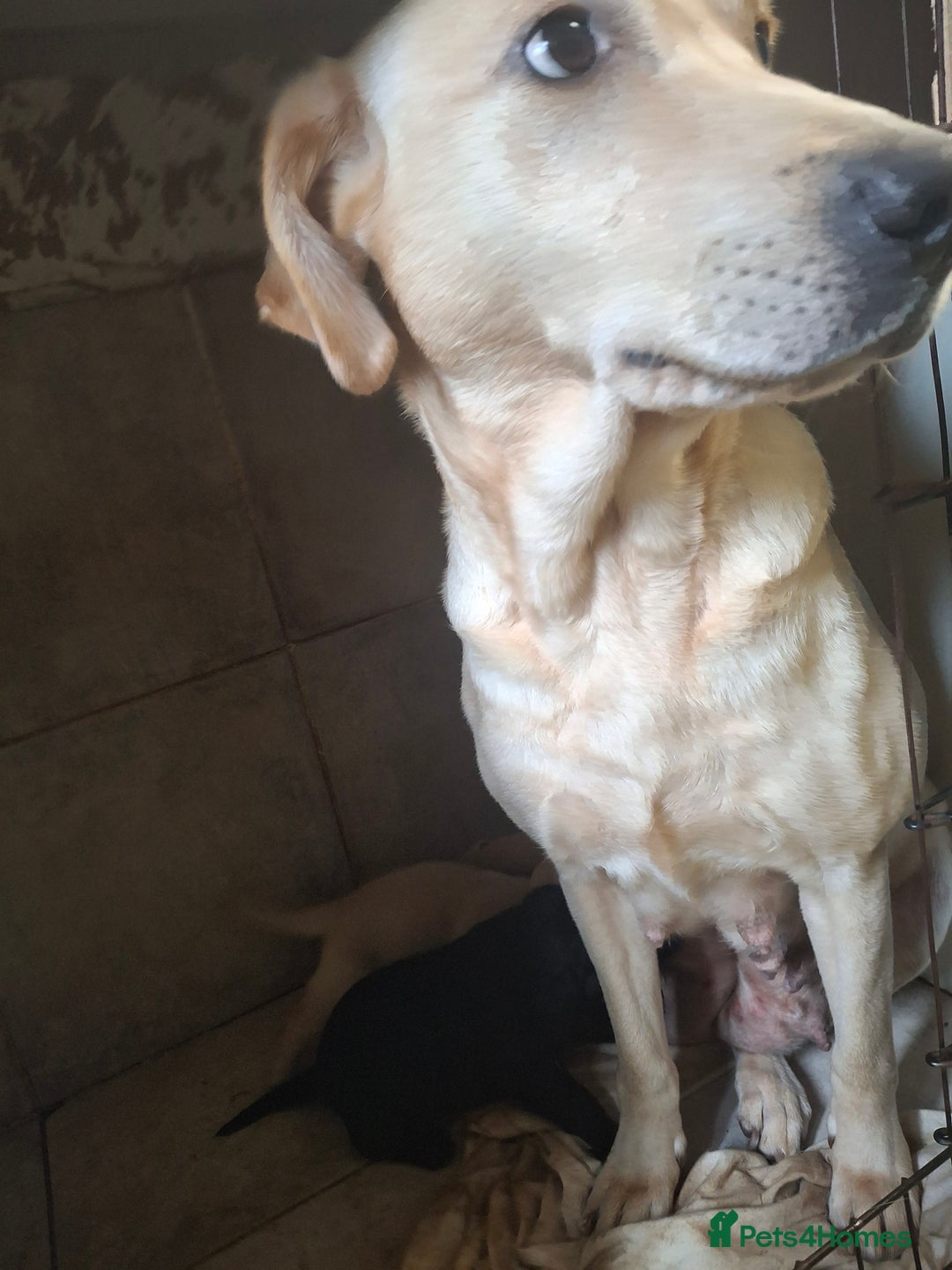 Labrador Retriever dogs for sale: Lab puppies 3 available  - Image 6