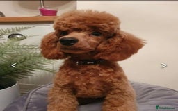 Cockapoo dogs for sale: Gorgeous Red Cockapoo Puppies  - Image 12