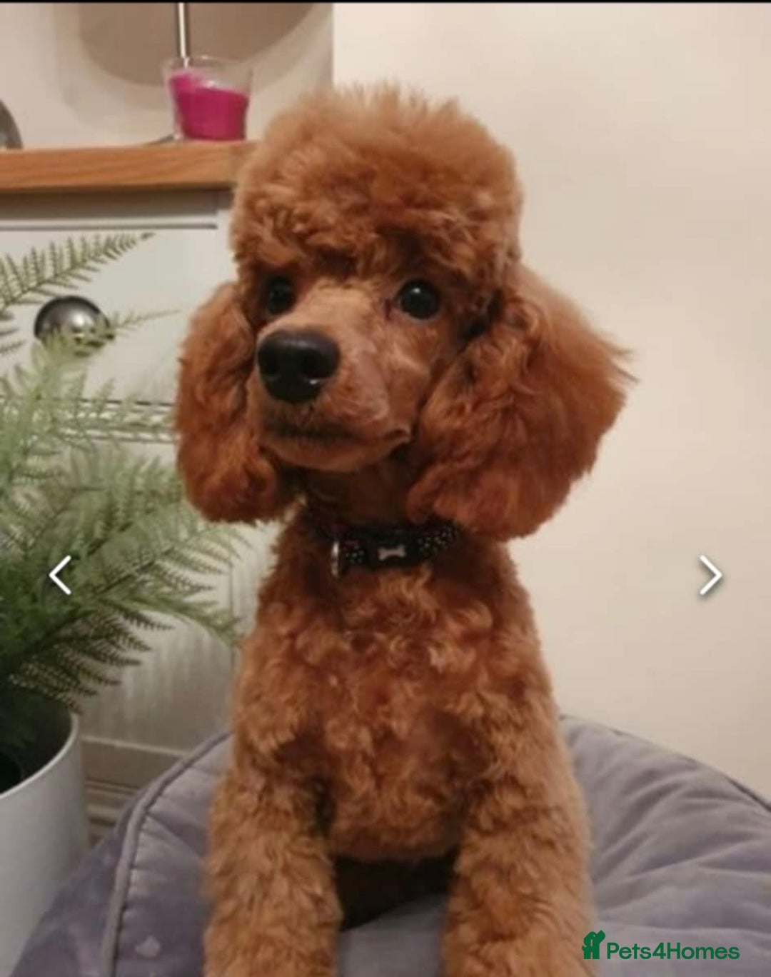Cockapoo dogs for sale: Gorgeous Red Cockapoo Puppies  - Image 12