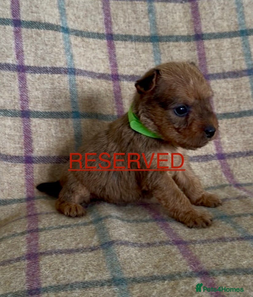 Lakeland Terrier dogs 6 Red/Red Grizzle Working Lakeland Terriers - Advert 2