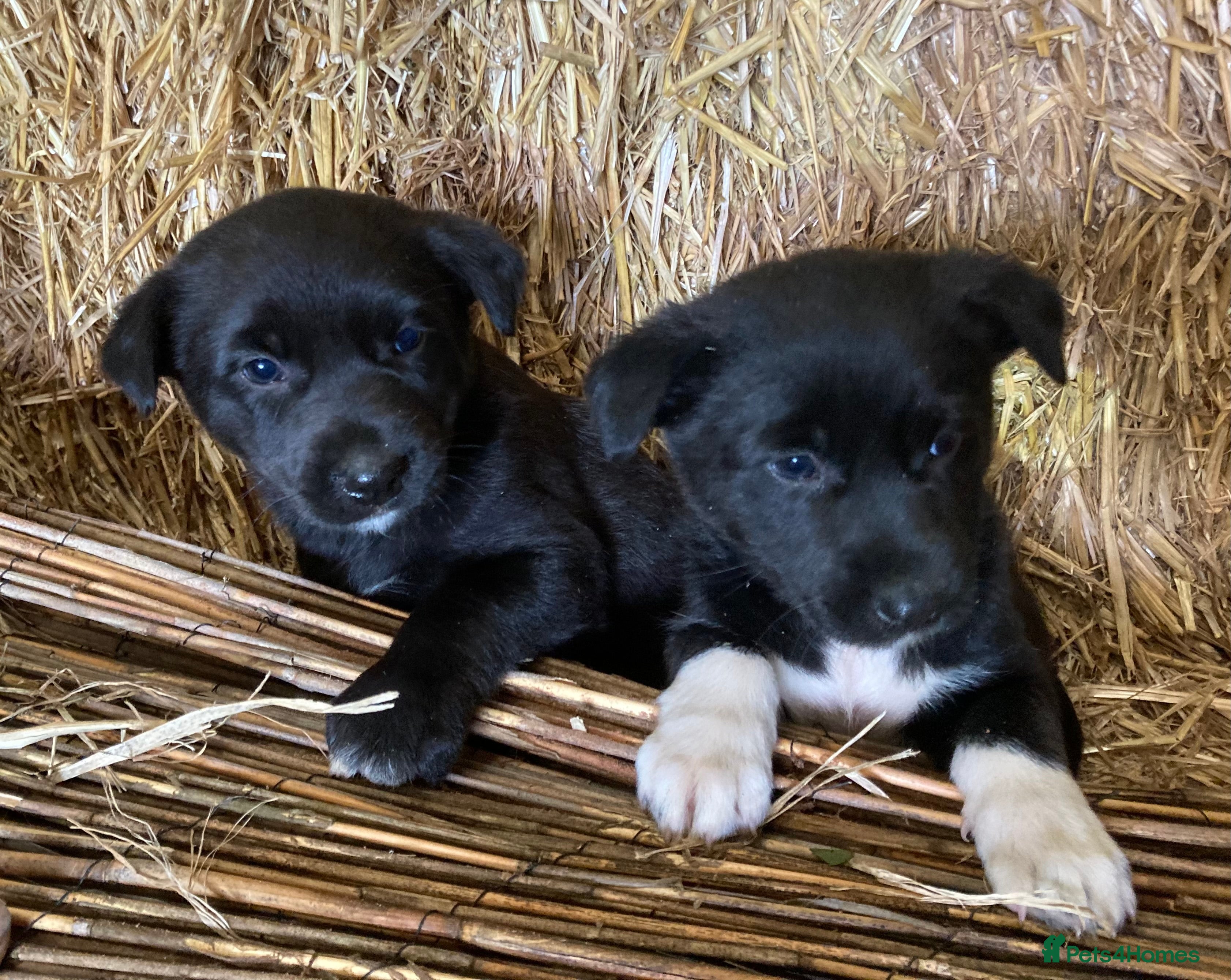 Australian Kelpie dogs Kelpie X Collie Pups - Farm Reared - Advert 1