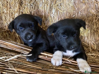 Australian Kelpie dogs Kelpie X Collie Pups - Farm Reared - Advert 1