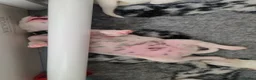Dalmatian dogs for sale: KC Show Quality Rare LUA Dalmatian Puppies - Advert 10