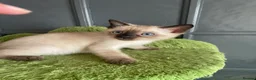 Bengal cats for sale: BEAUTIFUL❤️ OUTSTANDING FELINES KITTENS 🐈‍⬛❤️ - Advert 19