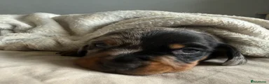 Miniature Dachshund Puppy 1