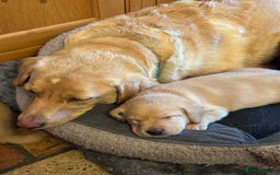 Labrador Retriever dogs for sale: 6 Pedigree Fox Red Labrador Puppies - Image 18
