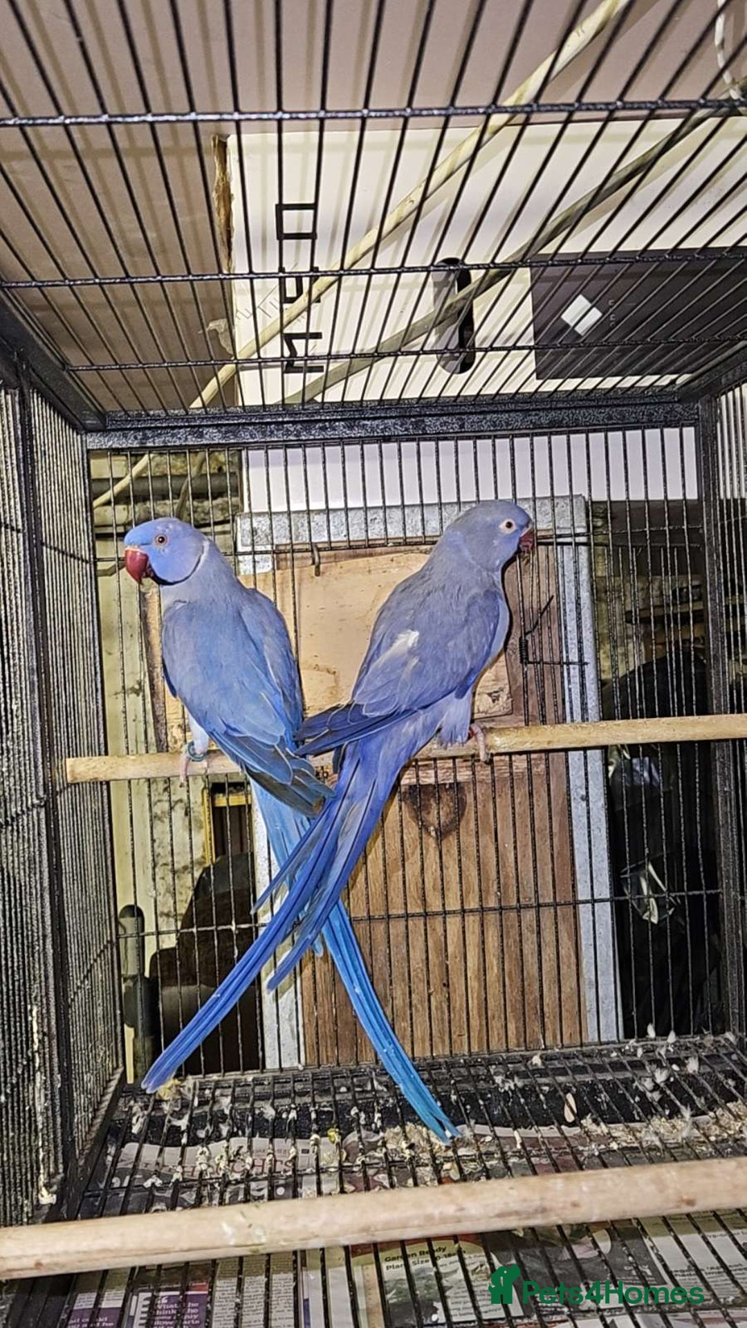 Ringnecks birds for sale: Breeding pair ultraviolet ringneck - Image 1