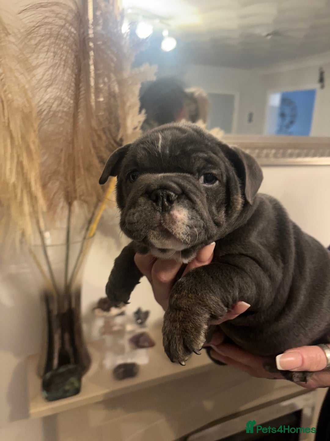 English Bulldog dogs for sale: Amazing quality British bulldog pups  - Advert 9