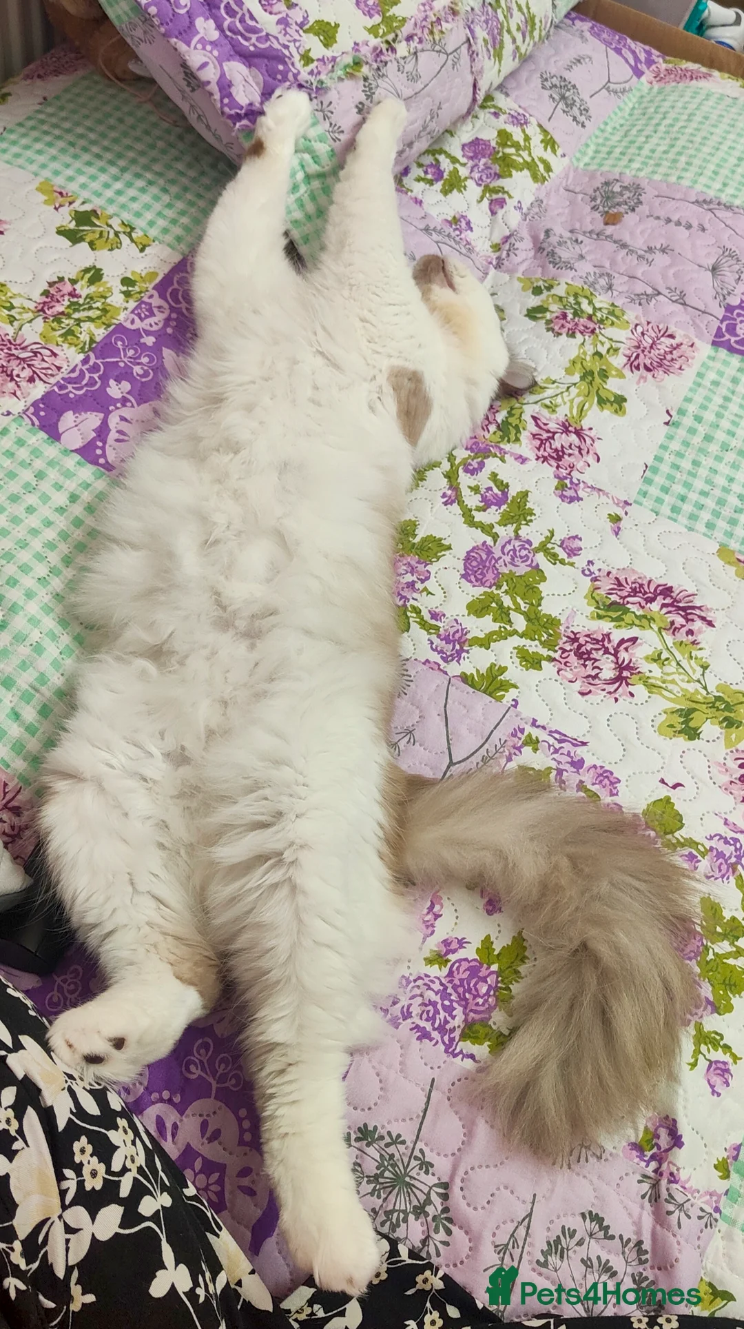 Ragdoll cats for stud: Ragdoll for Stud - Advert 4