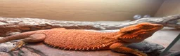 Bearded Dragon reptiles for sale: Female bearded dragon for sale  in Peterborough - Advert 4