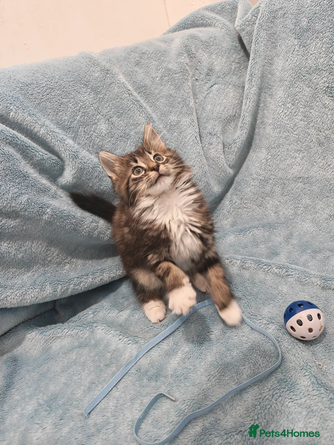 Mixed Breed cats for sale: Beautiful FLUFFY BOY Videos - Advert 4