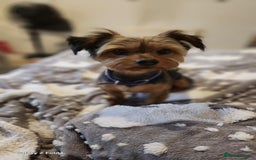 Yorkshire Terrier dogs for sale: 💖 Stunning Yorkshire Terrier Puppies in Derby - Image 11