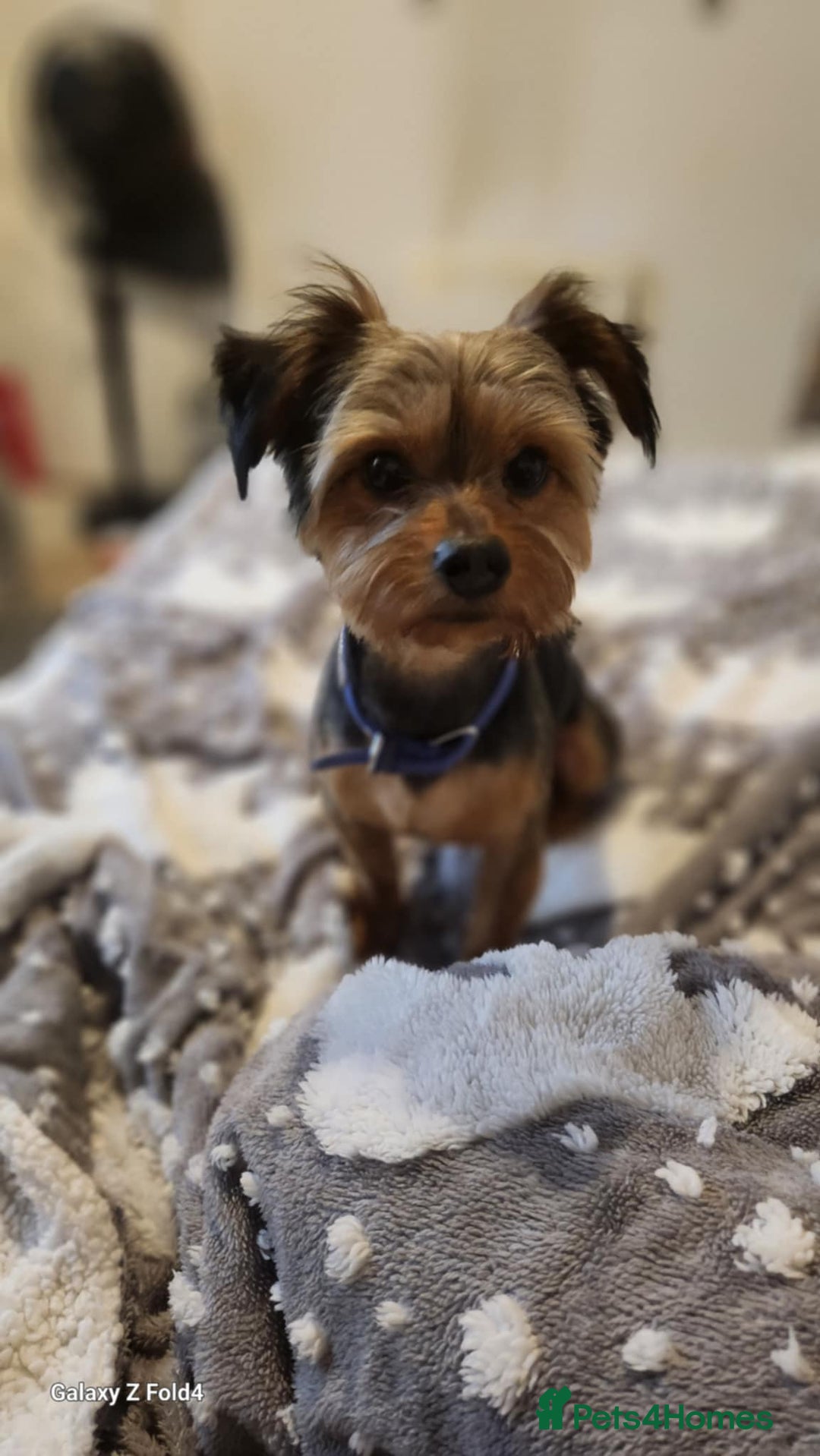 Yorkshire Terrier dogs for sale: 💖 Stunning Yorkshire Terrier Puppies in Derby - Image 11