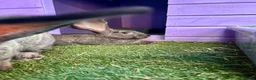 Continental Giant rabbits for sale: 5 giant continental bucks  - Advert 21