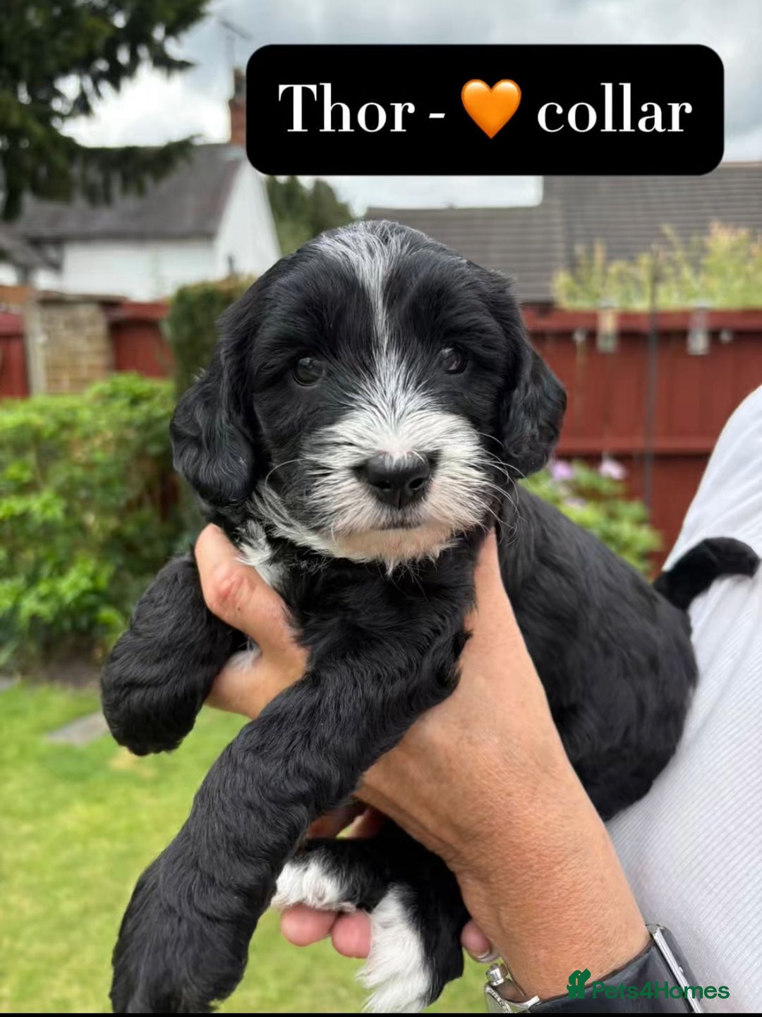Mixed Breed dogs for sale: Tibetan Terrier x cockerpoo  - Image 9