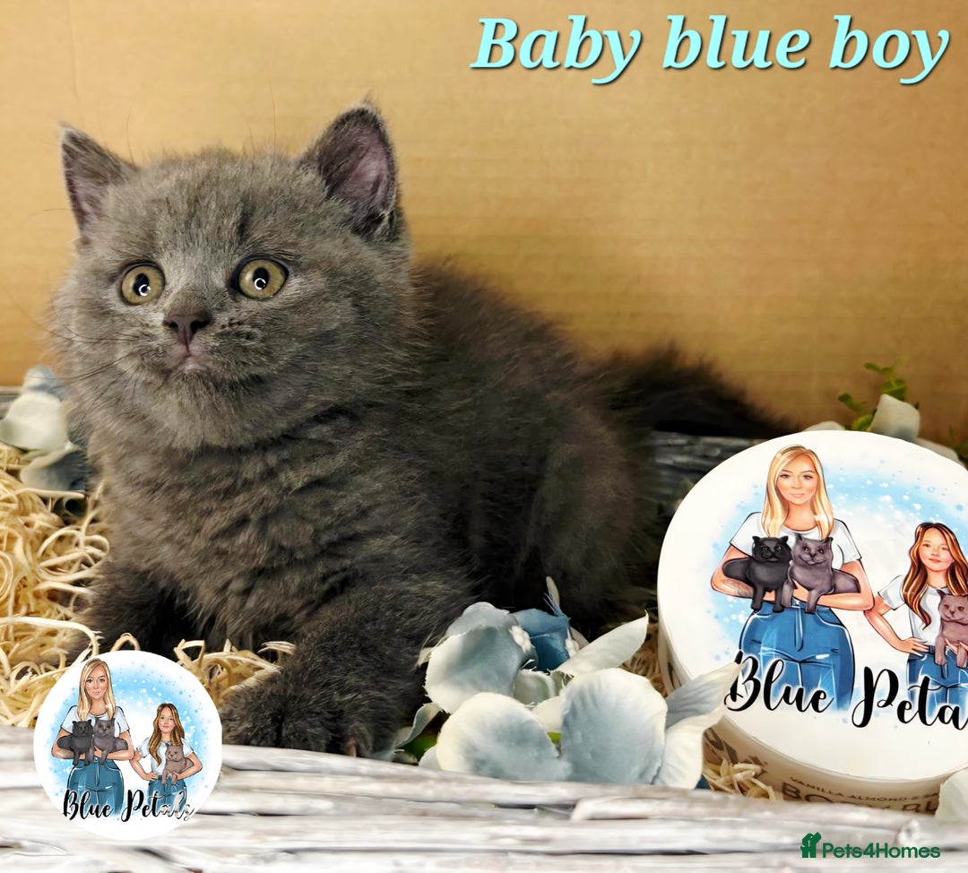 British Shorthair cats for sale: 4 beautiful British short hairs available  - Advert 7