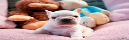French Bulldog dogs for sale:  **  French Bulldog  in Colwyn Bay - Advert 2