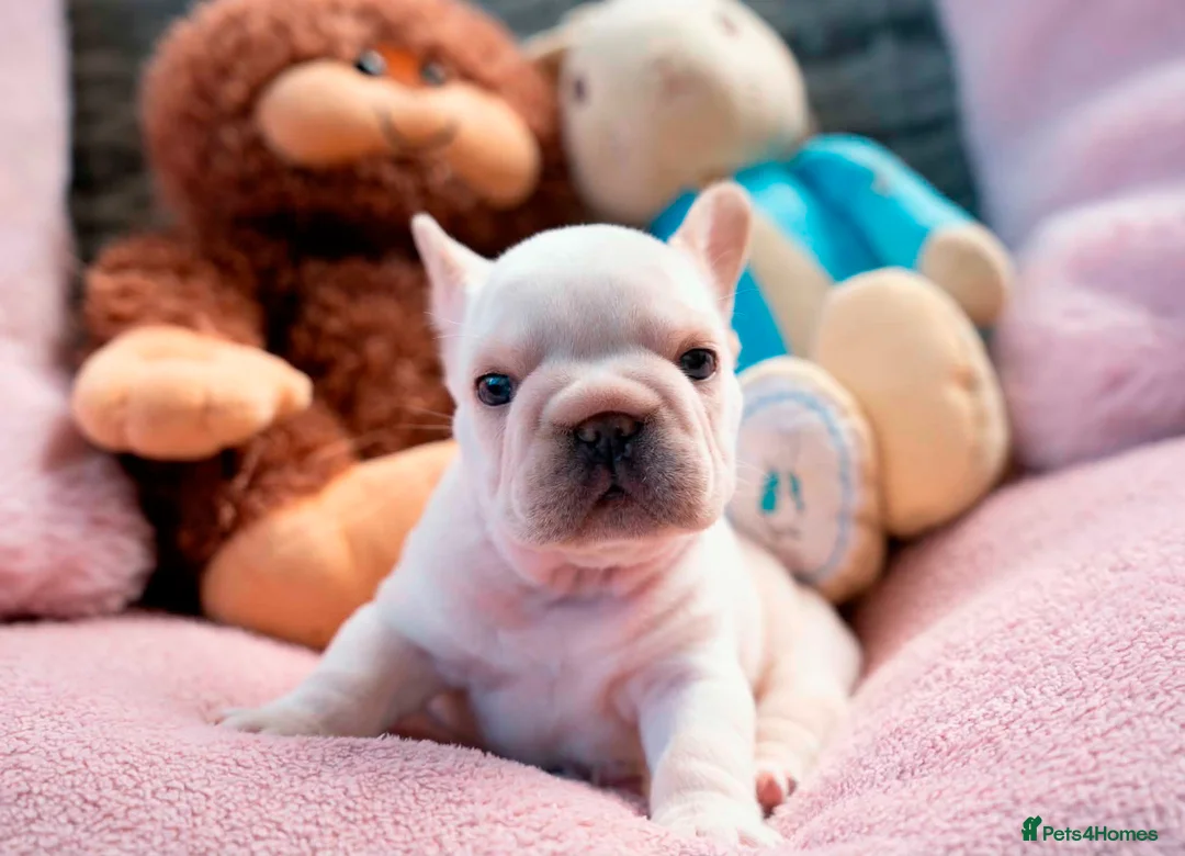 French Bulldog dogs for sale:  **  French Bulldog  in Colwyn Bay - Advert 2