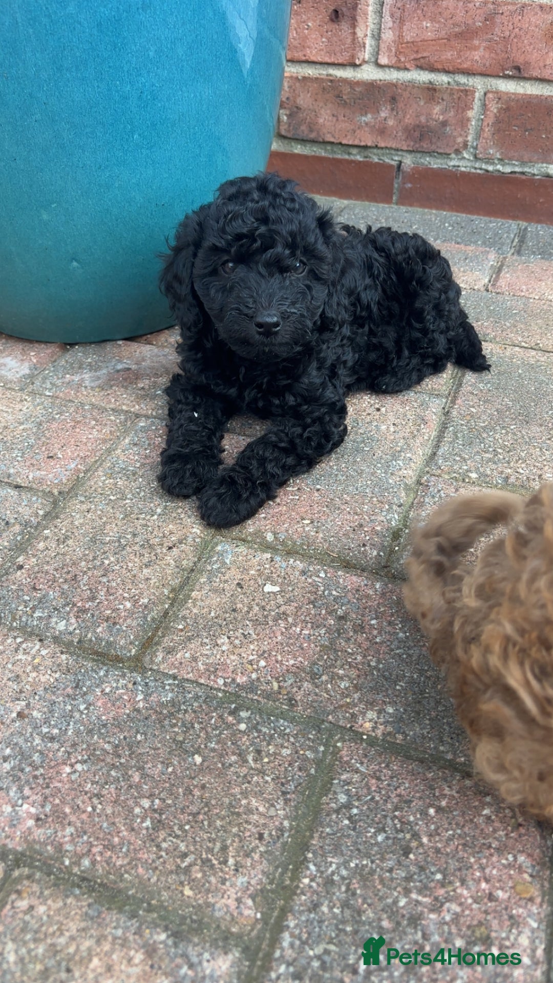 Miniature Poodle dogs for sale: Miniature poodles REDUCED READY TO LEAVE NOW  - Image 35