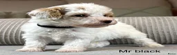 Maltipoo dogs for sale: BEAUTIFUL MALTIPOOS FROM DNA TESTED CLEAR PARENTS  - Advert 6