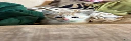Ragdoll cats for sale: Ragdoll cross kittens  - Advert 31