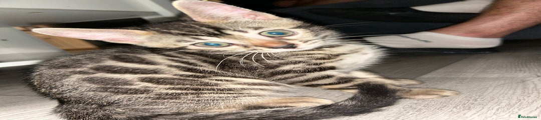 Bengal Kitten 2