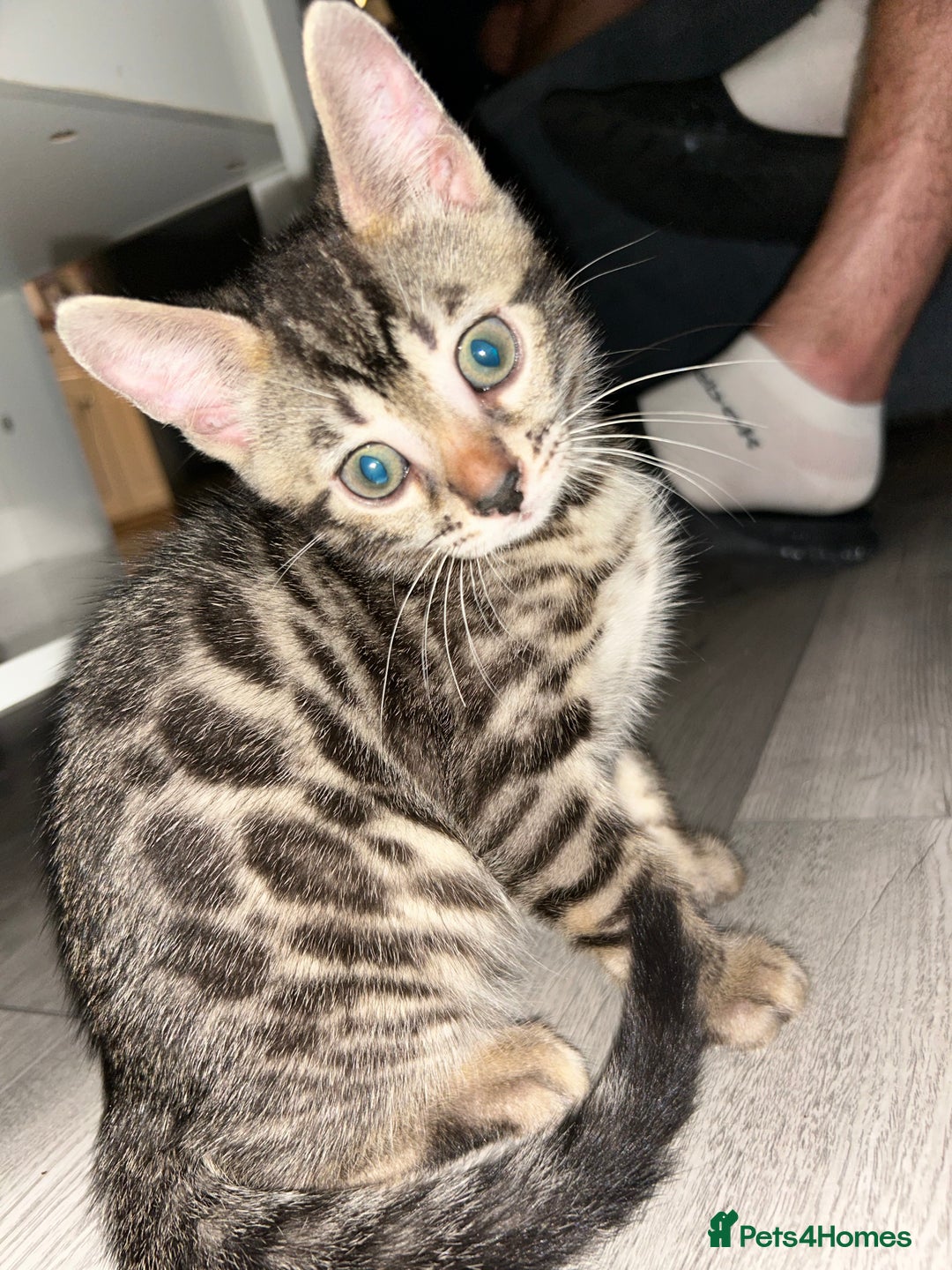 Bengal cats for sale: Bengal Kittens for Sale – Girl & Boy 🐆💛 - Image 10