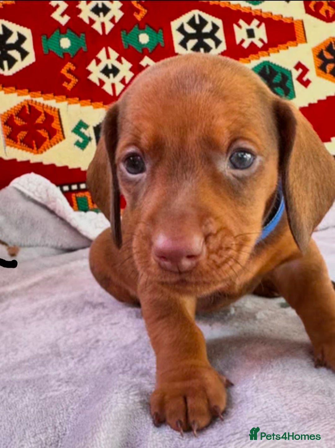 Dachshund dogs for sale: Adorable short Haired Dachshunds Puppies - Image 5