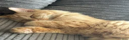 Mixed Breed cats for sale: Simba - Advert 3