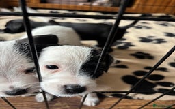 Mixed Breed dogs for sale: Border terrier x Patterdale terrier   - Image 9