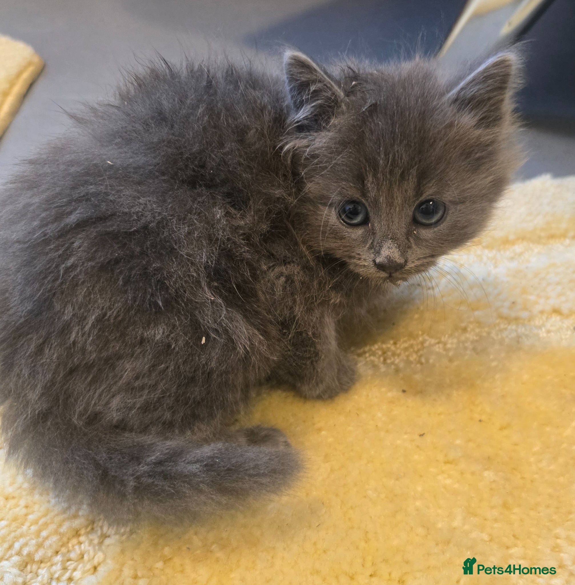 British Shorthair cats British ShortHair Fluffy Kittens  - Advert 5