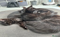 British Longhair cats for sale: 4 x kittens for sale (2 male 2 female) - Image 6