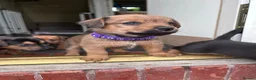 Mixed Breed dogs for sale: Patterdale X Lakeland Puppies for Sale **2 LEFT** - Advert 12