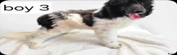 Standard Poodle dogs for sale: Stunning kc registered standard poodle puppies  - Advert 6