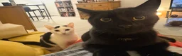 Mixed Breed cats for sale: Two lovely loving little boys  in Saint Leonards-on-sea - Advert 3
