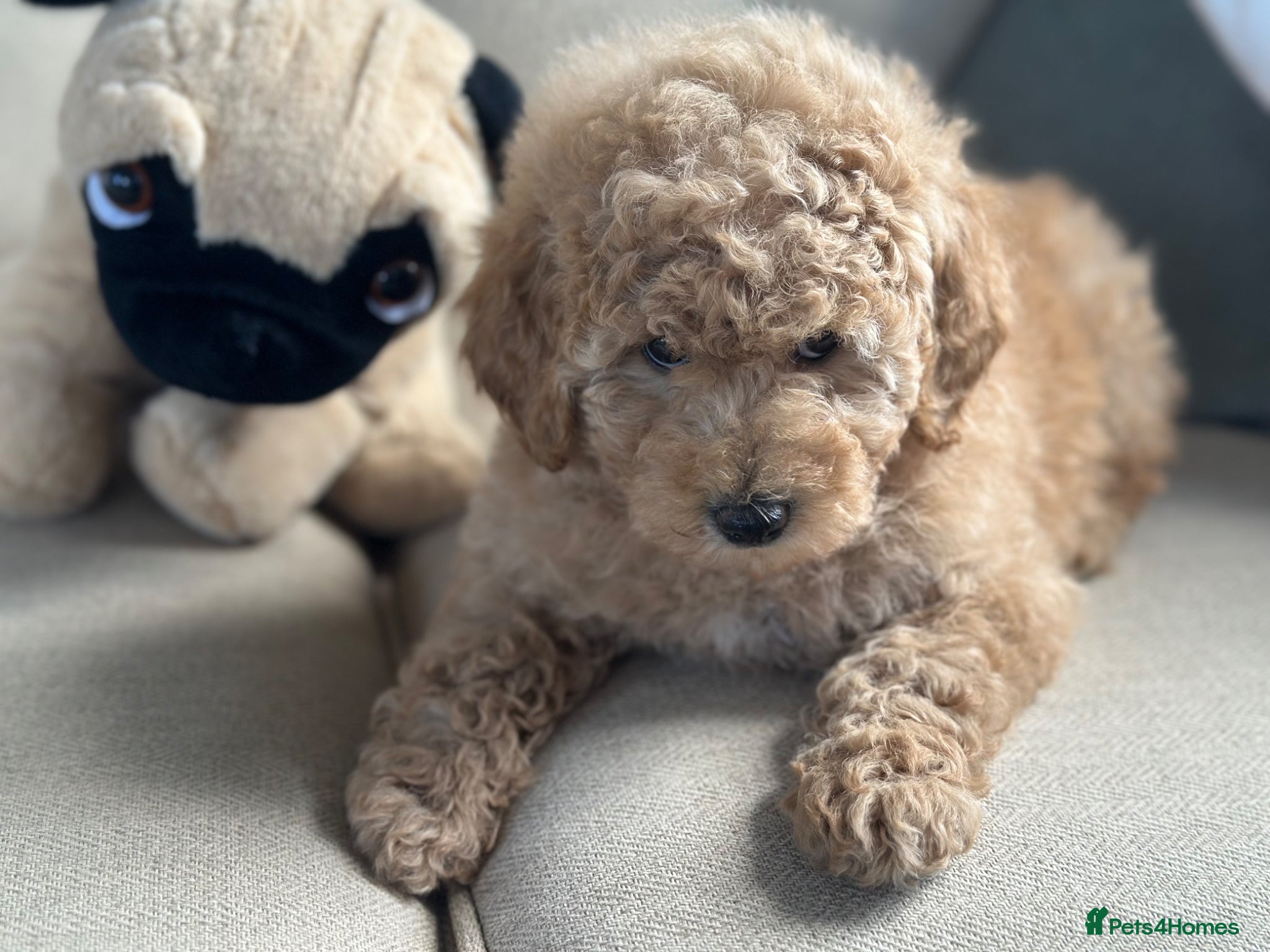 Goldendoodle dogs F1B MINI/MEDIUM GOLDENDOODLES BAILEY 1795 - Advert 2