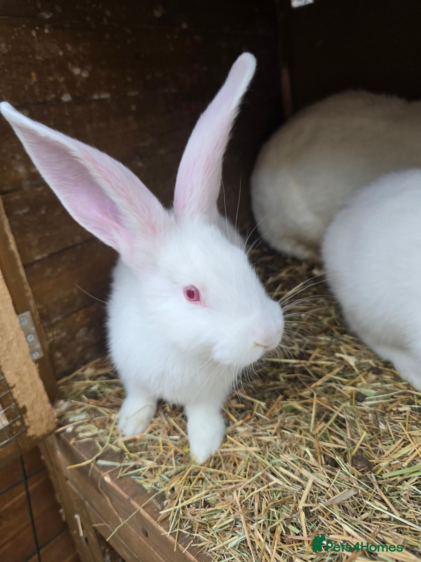 Continental Giant rabbits Continental Giant Rabbit Kits Bookings Now Open 🐰 - Advert 2