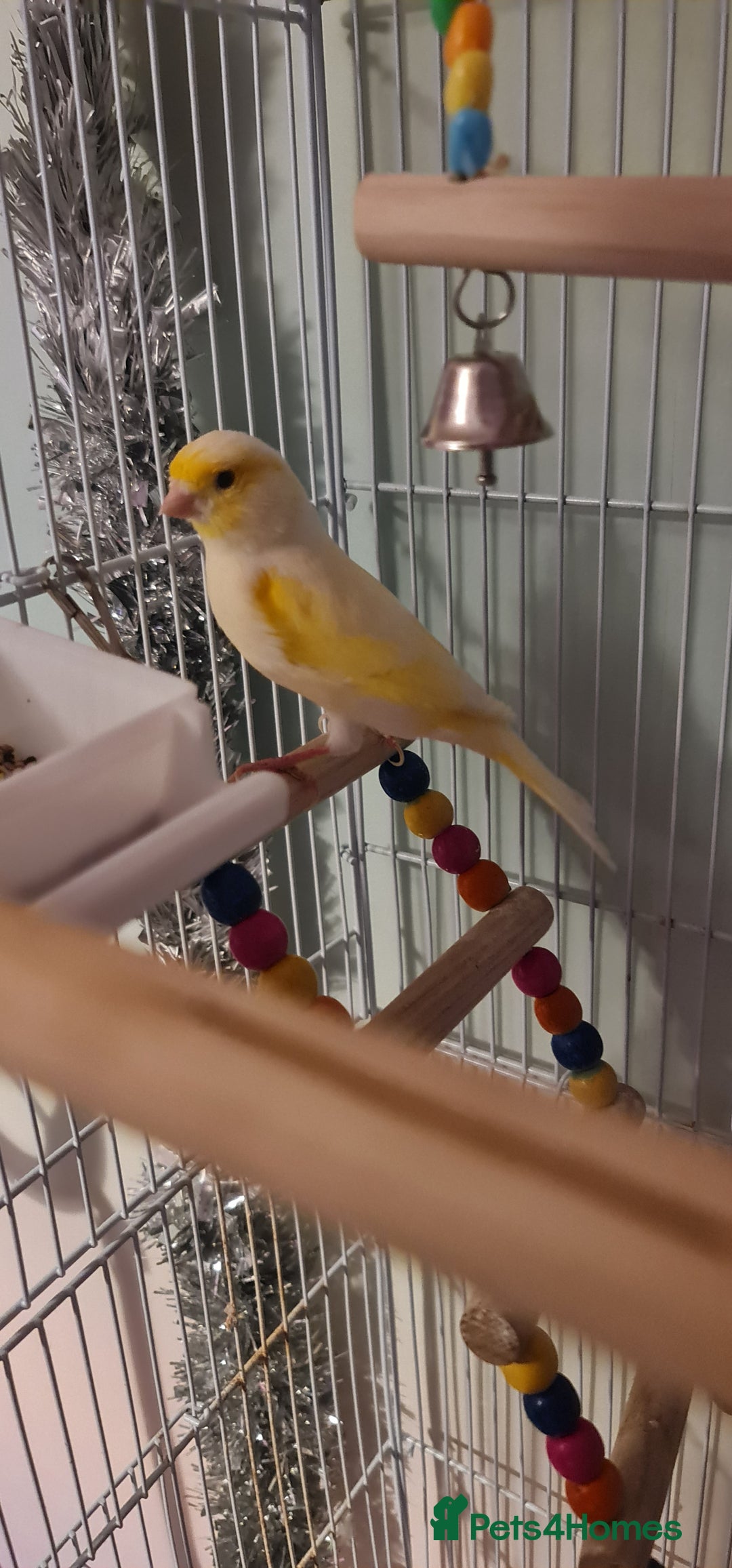 Canaries birds for sale: Male Canary with Cage & Accessories - Advert 2