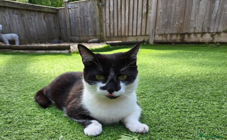Domestic Shorthair cats - Advert 1
