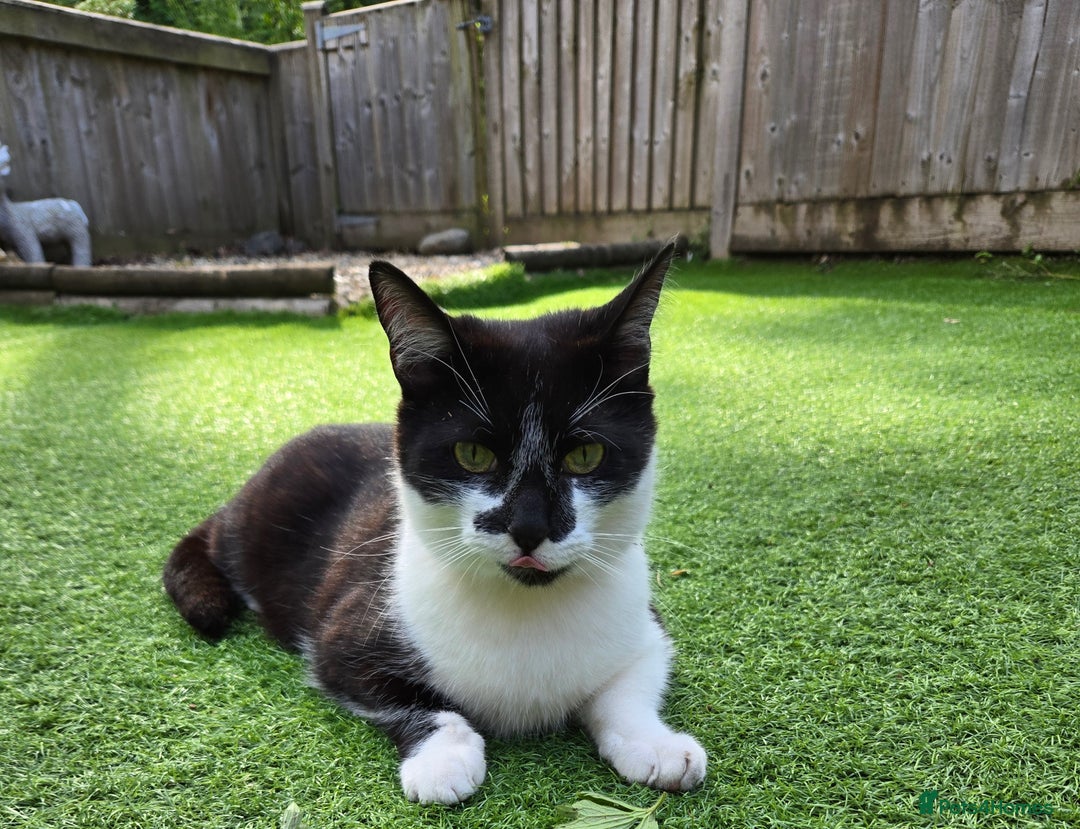 Domestic Shorthair cats for sale: Frank the cat - Image 1