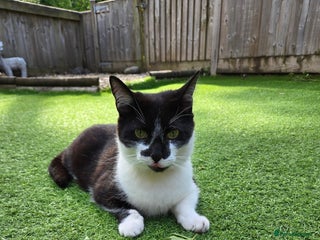 Domestic Shorthair cats - Advert 20