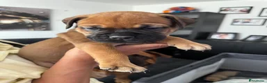 Bullmastiff 5