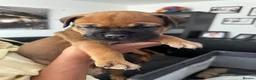 Bullmastiff dogs for sale: Bullmastiff Puppies Available - Advert 20