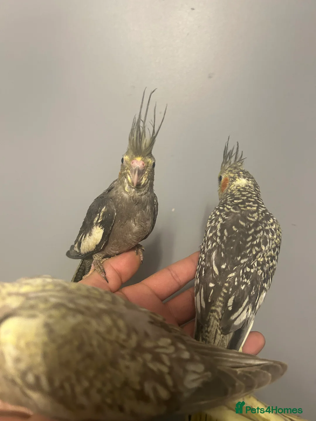 Cockatiels birds for sale: Hand Reared Stunning Baby Cockatiels  - Advert 8